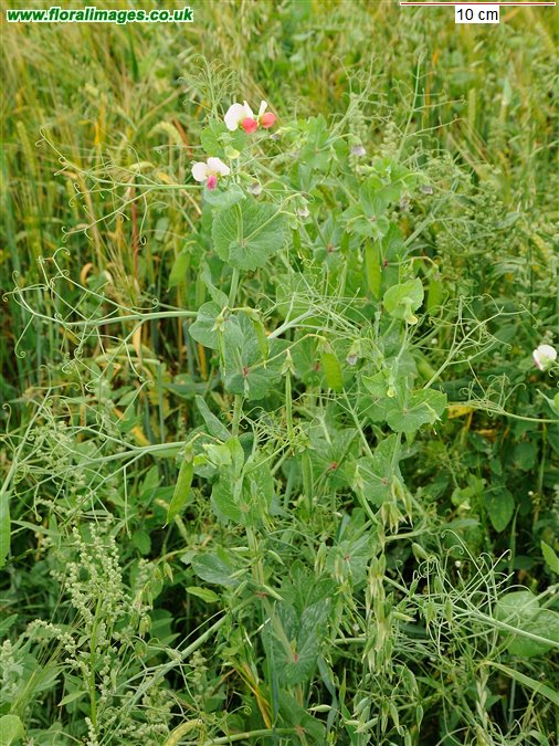 Lathyrus oleraceus