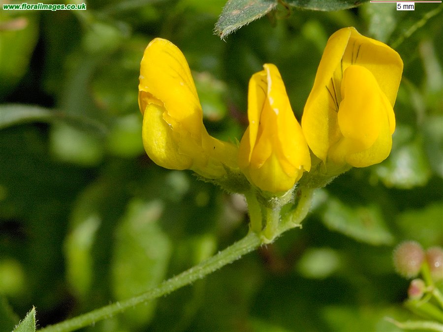 Lathyrus pratensis