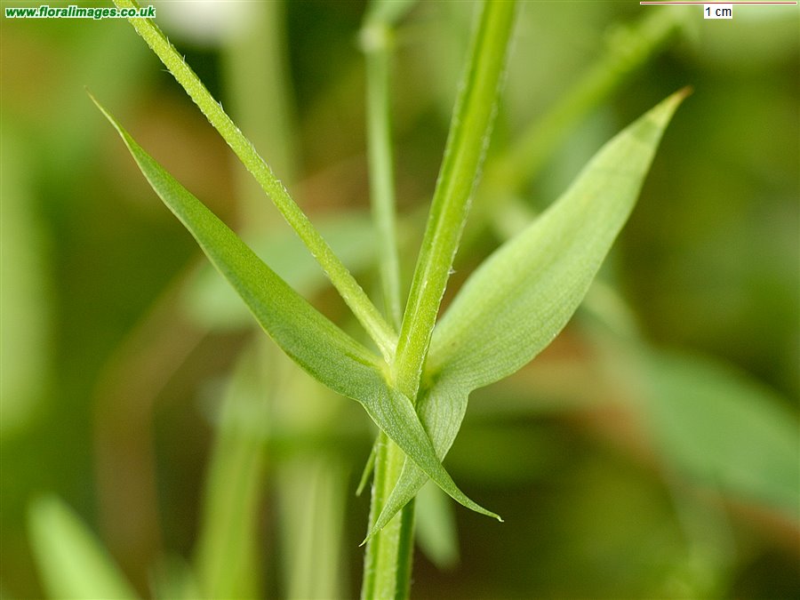 Lathyrus pratensis