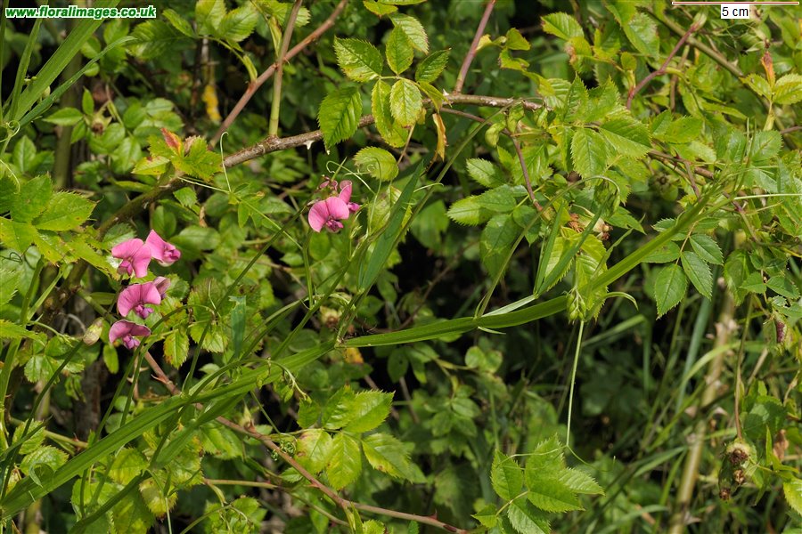 Lathyrus sylvestris
