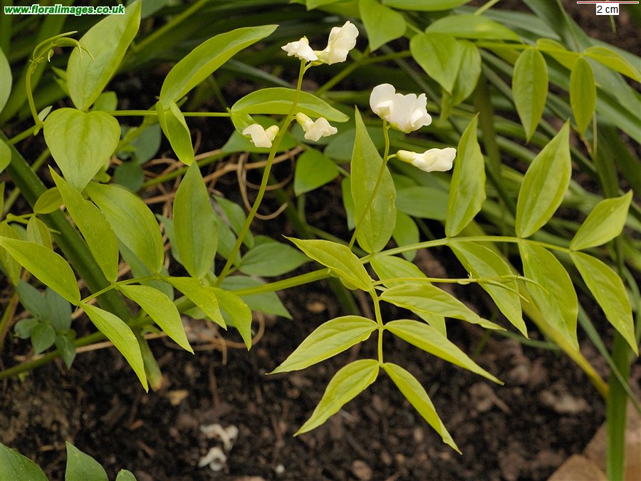 Lathyrus vernus