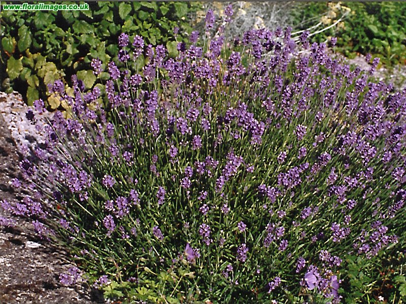 Lavandula angustifolia