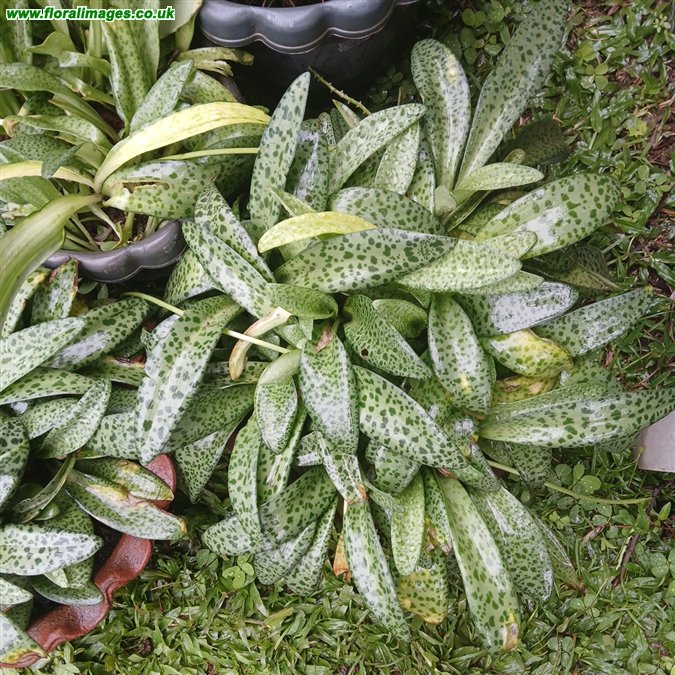Ledebouria socialis