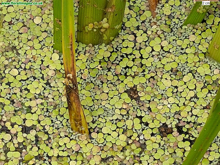 Lemna
