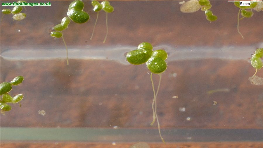 Lemna minor