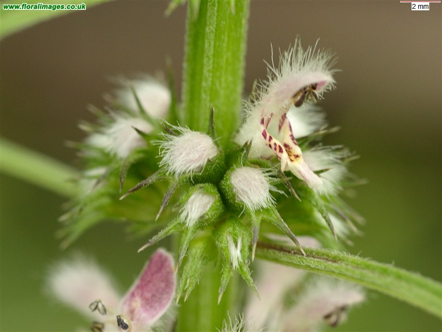 Leonurus cardiaca