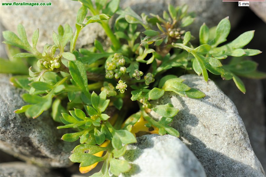 Lepidium didymum