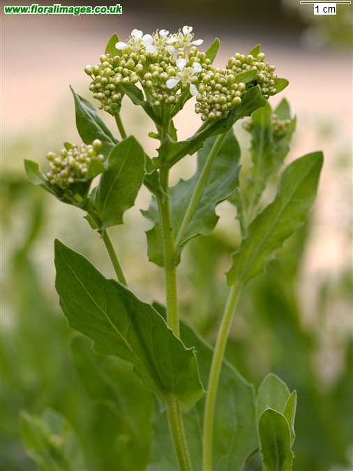 Lepidium draba