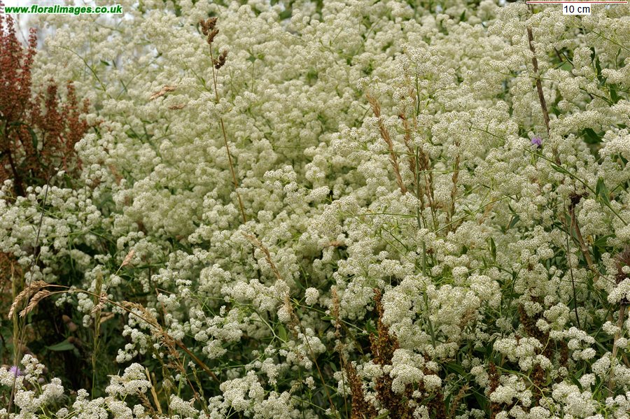 Lepidium latifolium
