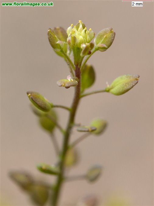 Lepidium ruderale