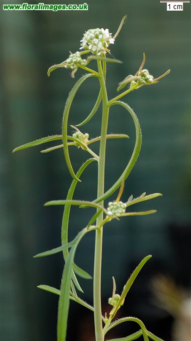 Lepidium sativum