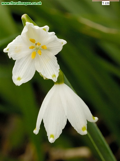 Leucojum aestivum