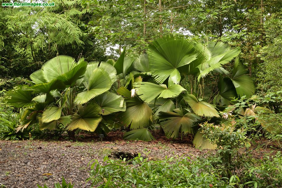 Licuala peltata