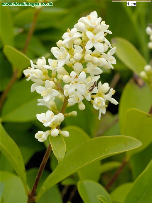 Ligustrum vulgare