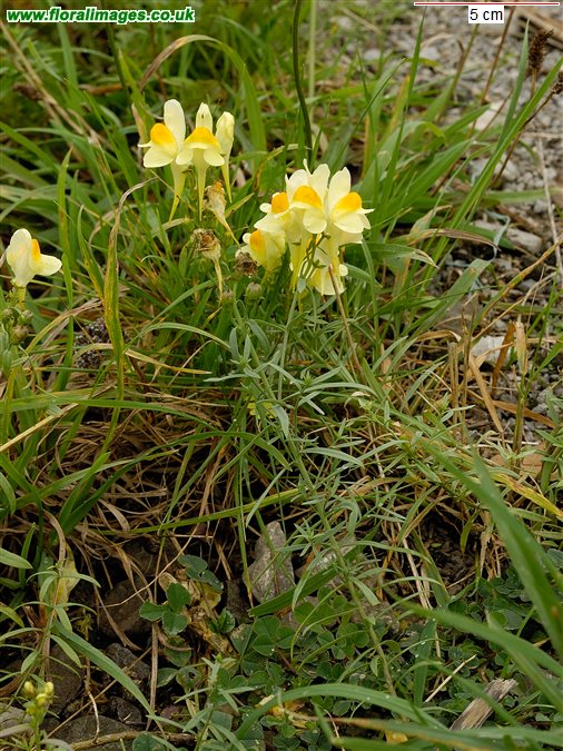 Linaria vulgaris