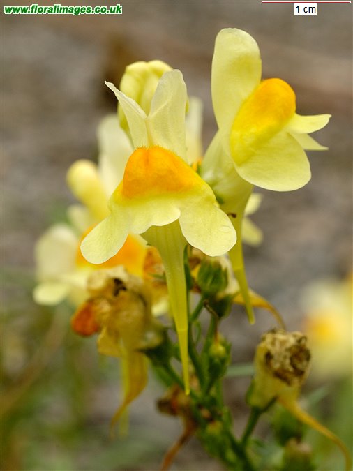 Linaria vulgaris