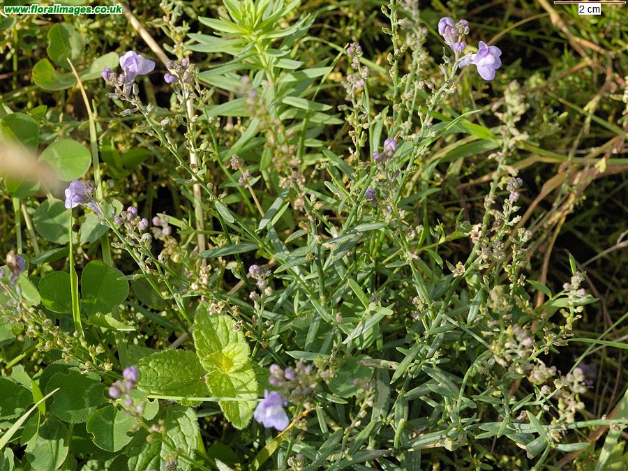 Linaria x dominii