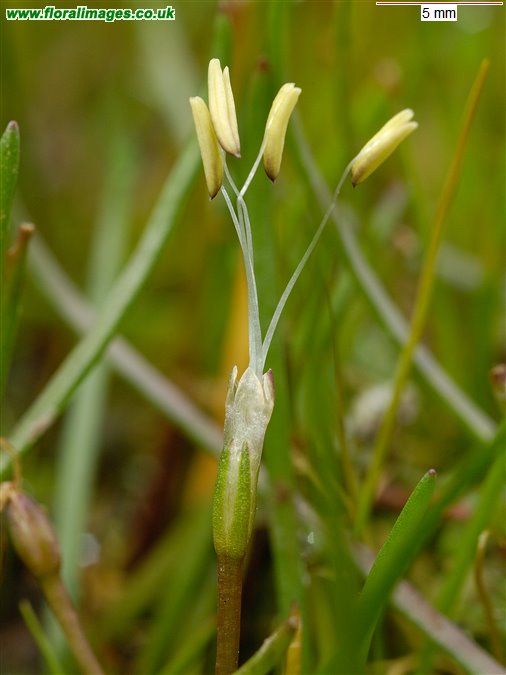 Littorella uniflora