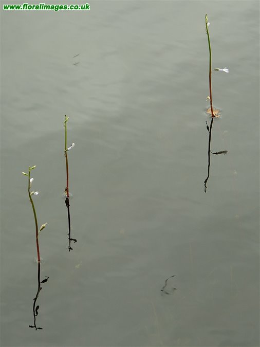 Lobelia dortmanna