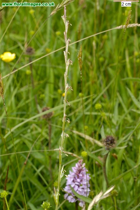 Lolium perenne