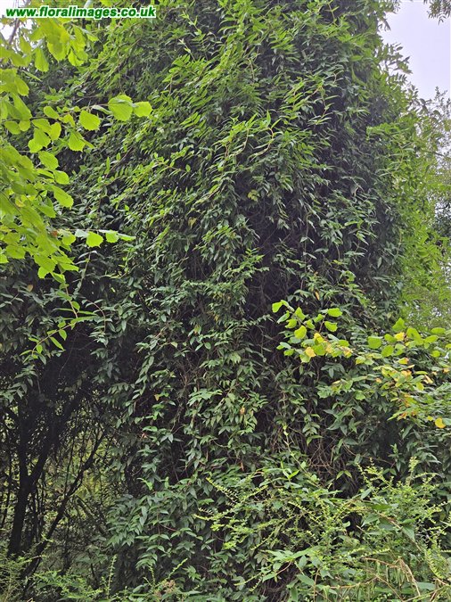Lonicera henryi