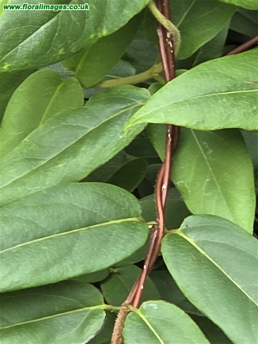 Lonicera henryi