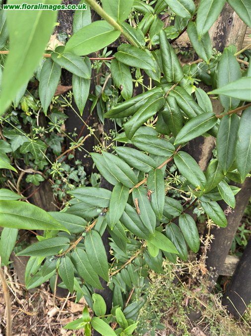 Lonicera henryi