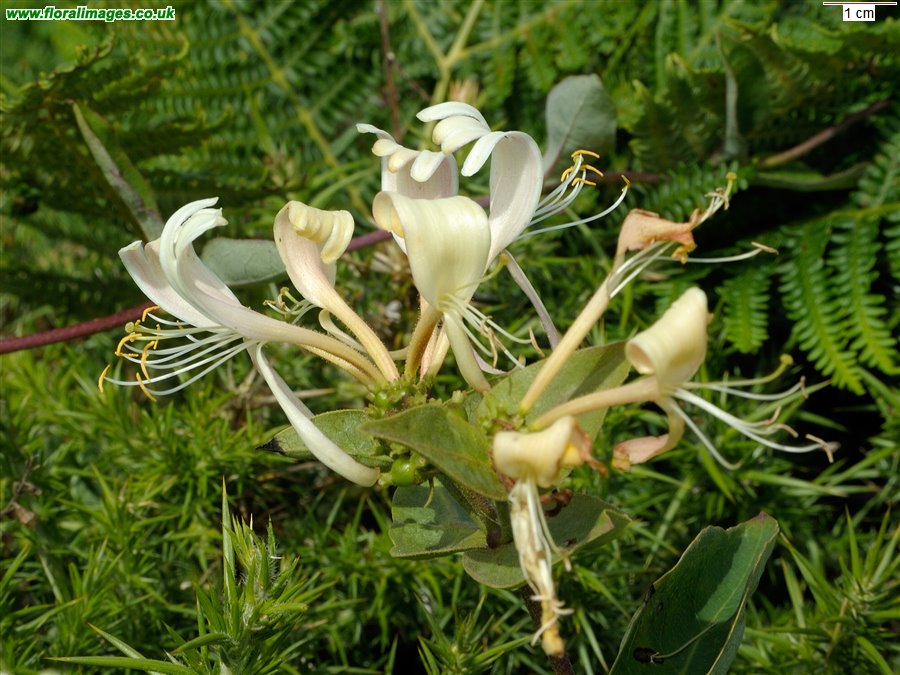 Lonicera periclymenum