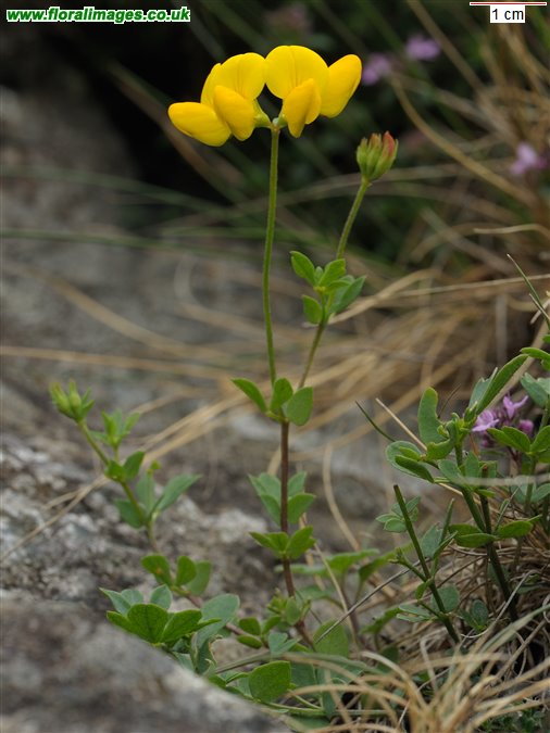 Lotus corniculatus