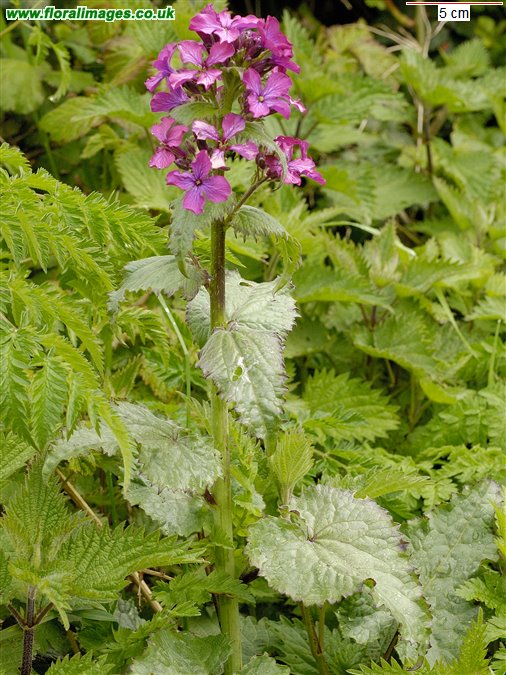 Lunaria annua