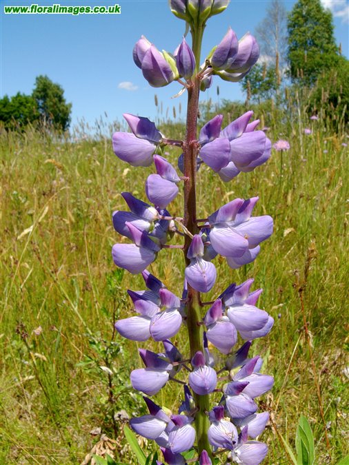 Lupinus polyphyllus