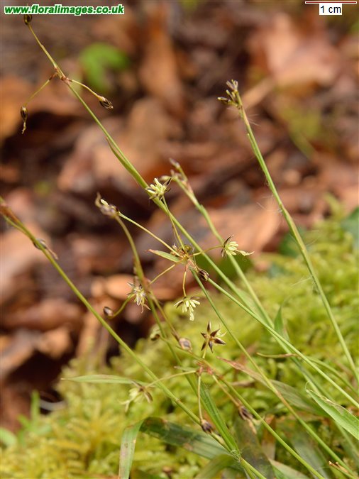 Luzula pilosa