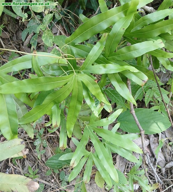 Lygodium circinnatum