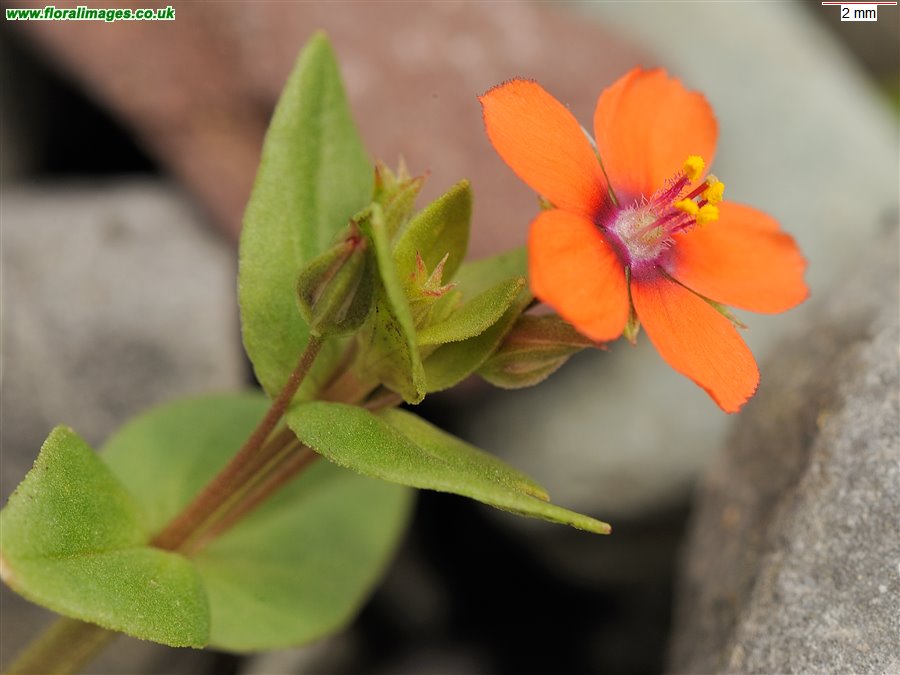 Lysimachia arvensis