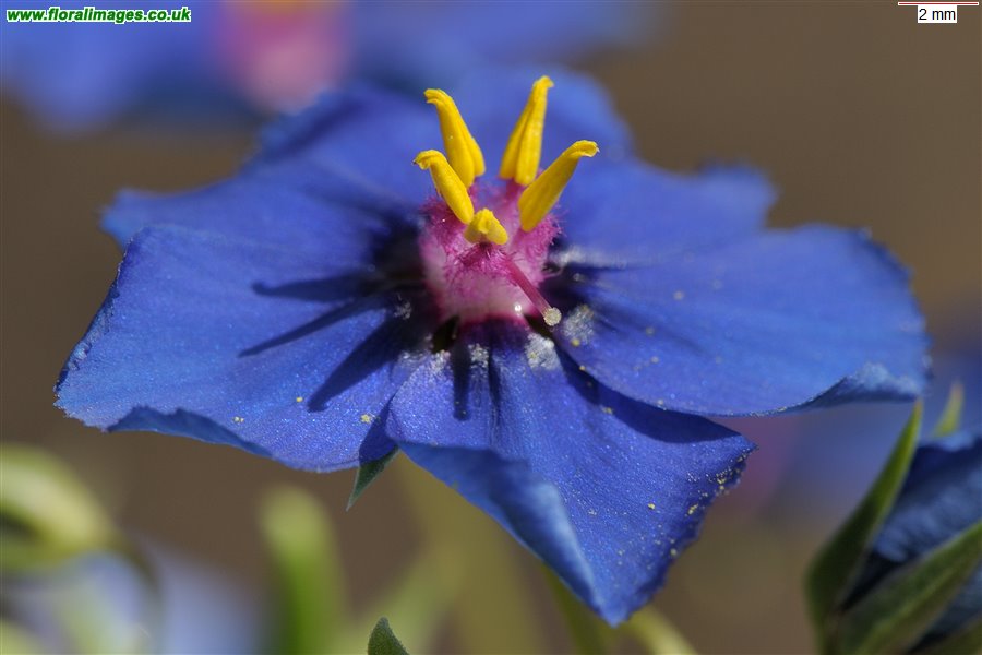 Lysimachia foemina