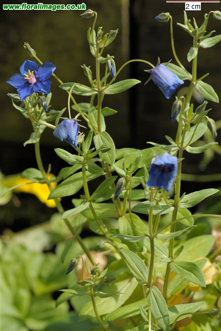 Lysimachia foemina
