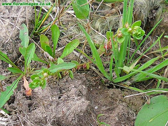 Lysimachia minima