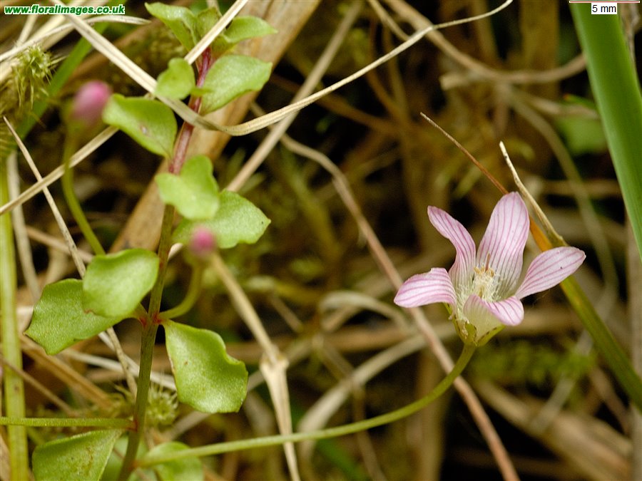 Lysimachia tenella
