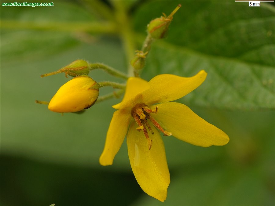 Lysimachia vulgaris