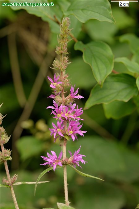 Lythrum salicaria