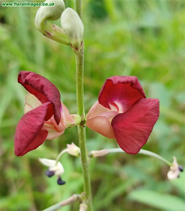 Macroptilium lathyroides