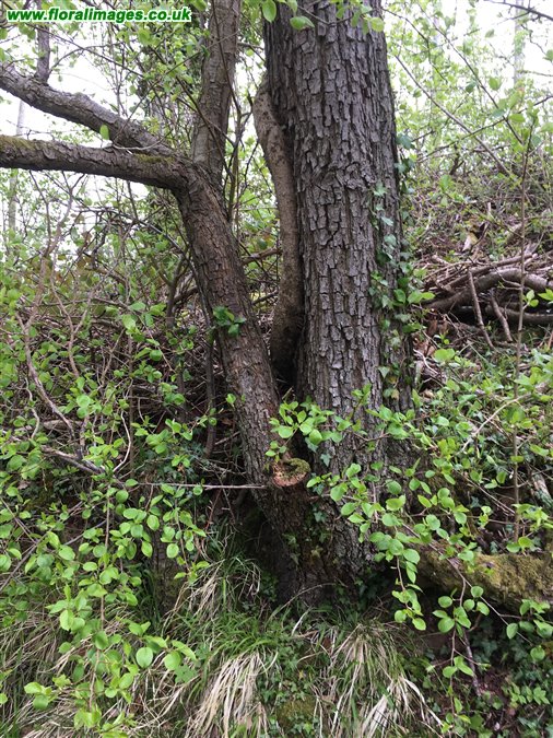 Malus sylvestris