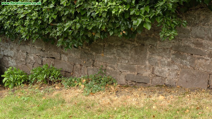 Malva neglecta