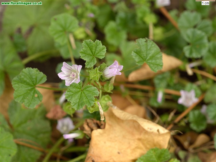 Malva neglecta
