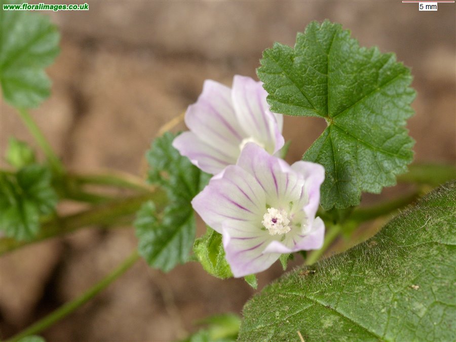Malva neglecta