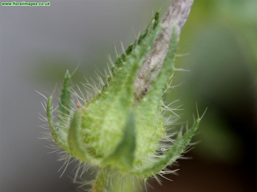 Malva setigera