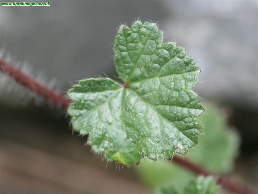 Malva setigera