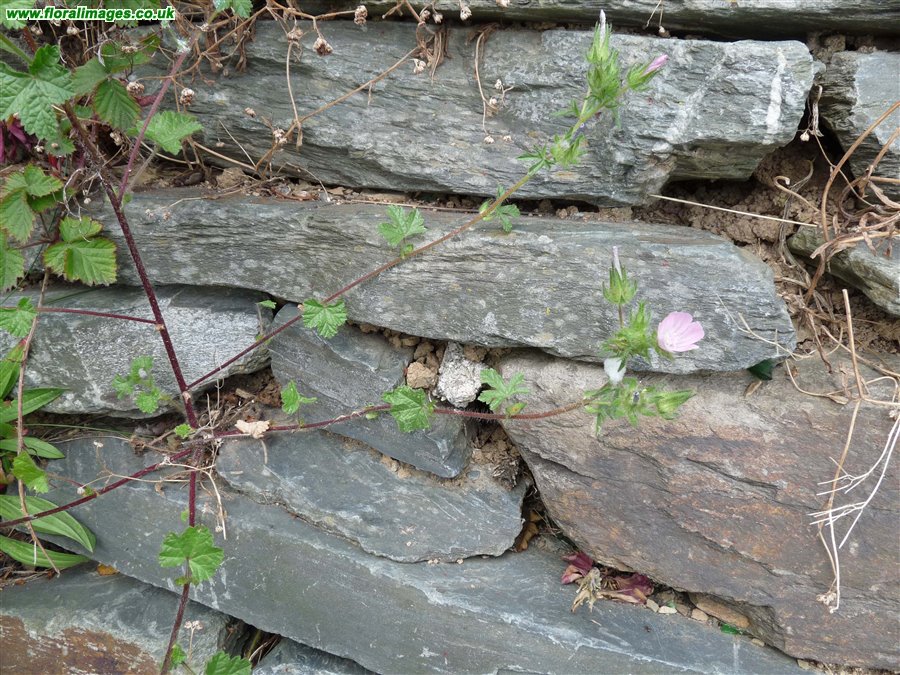 Malva setigera