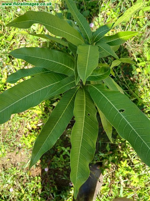 Mangifera indica