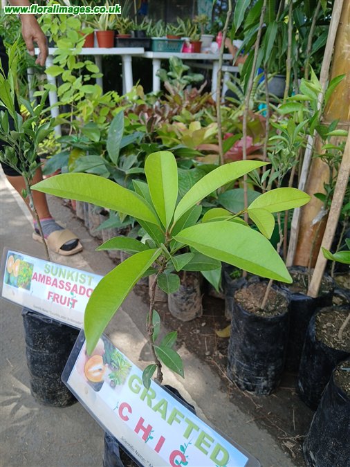 Manikara zapota